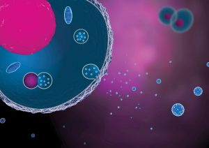 illustrating release of exosomes